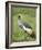 Grey Crowned Crane, Serengeti National Park, Tanzania, East Africa-James Hager-Framed Photographic Print