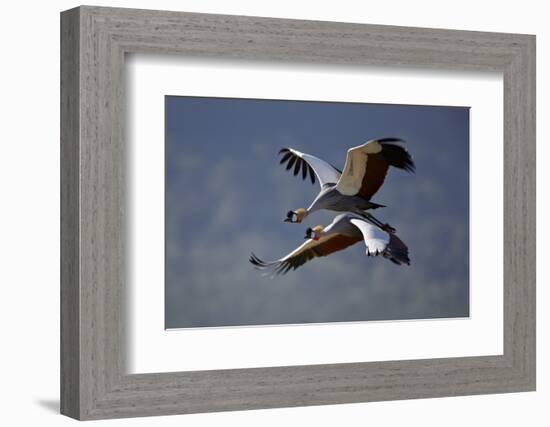 Grey Crowned Crane (Southern Crowned Crane) (Balearica Regulorum) Pair in Flight-James Hager-Framed Photographic Print