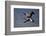 Grey Crowned Crane (Southern Crowned Crane) (Balearica Regulorum) Pair in Flight-James Hager-Framed Photographic Print