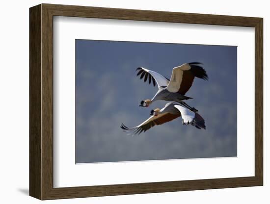 Grey Crowned Crane (Southern Crowned Crane) (Balearica Regulorum) Pair in Flight-James Hager-Framed Photographic Print
