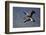 Grey Crowned Crane (Southern Crowned Crane) (Balearica Regulorum) Pair in Flight-James Hager-Framed Photographic Print