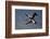 Grey Crowned Crane (Southern Crowned Crane) (Balearica Regulorum) Pair in Flight-James Hager-Framed Photographic Print