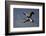 Grey Crowned Crane (Southern Crowned Crane) (Balearica Regulorum) Pair in Flight-James Hager-Framed Photographic Print