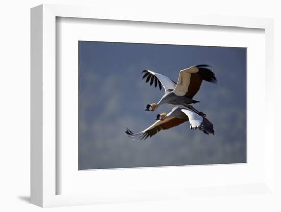 Grey Crowned Crane (Southern Crowned Crane) (Balearica Regulorum) Pair in Flight-James Hager-Framed Photographic Print