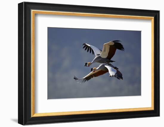 Grey Crowned Crane (Southern Crowned Crane) (Balearica Regulorum) Pair in Flight-James Hager-Framed Photographic Print