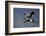 Grey Crowned Crane (Southern Crowned Crane) (Balearica Regulorum) Pair in Flight-James Hager-Framed Photographic Print