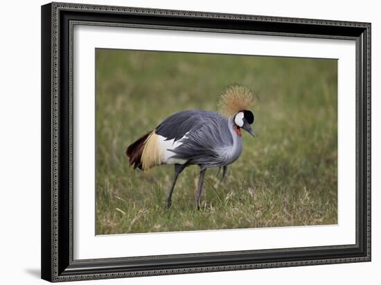 Grey Crowned Crane (Southern Crowned Crane) (Balearica Regulorum)-James Hager-Framed Photographic Print