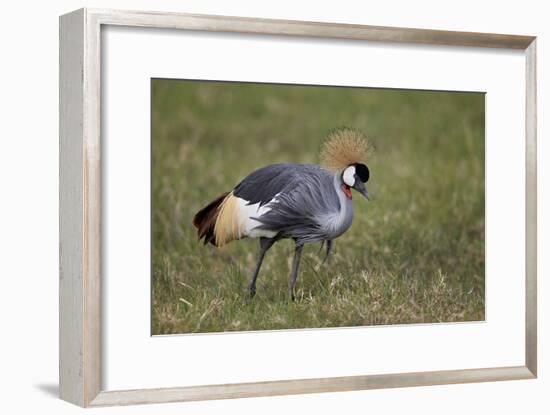 Grey Crowned Crane (Southern Crowned Crane) (Balearica Regulorum)-James Hager-Framed Photographic Print