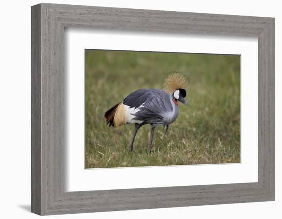 Grey Crowned Crane (Southern Crowned Crane) (Balearica Regulorum)-James Hager-Framed Photographic Print