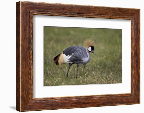 Grey Crowned Crane (Southern Crowned Crane) (Balearica Regulorum)-James Hager-Framed Photographic Print