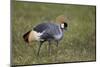 Grey Crowned Crane (Southern Crowned Crane) (Balearica Regulorum)-James Hager-Mounted Photographic Print
