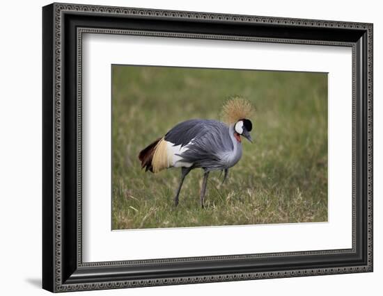 Grey Crowned Crane (Southern Crowned Crane) (Balearica Regulorum)-James Hager-Framed Photographic Print