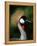Grey Crowned Crane-Martin Harvey-Framed Premier Image Canvas