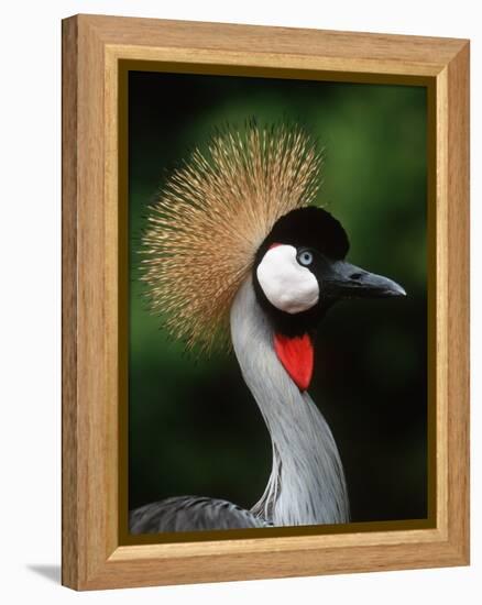Grey Crowned Crane-Martin Harvey-Framed Premier Image Canvas