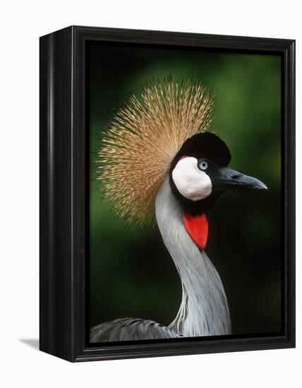 Grey Crowned Crane-Martin Harvey-Framed Premier Image Canvas