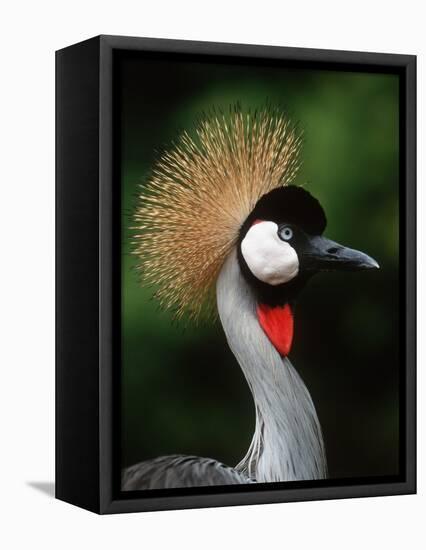 Grey Crowned Crane-Martin Harvey-Framed Premier Image Canvas