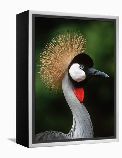 Grey Crowned Crane-Martin Harvey-Framed Premier Image Canvas