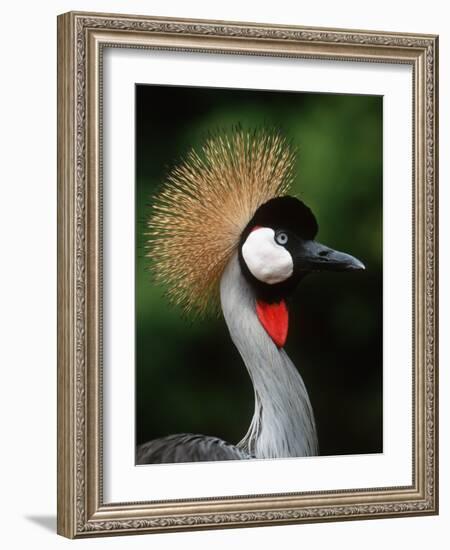 Grey Crowned Crane-Martin Harvey-Framed Photographic Print