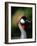 Grey Crowned Crane-Martin Harvey-Framed Photographic Print