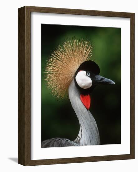 Grey Crowned Crane-Martin Harvey-Framed Photographic Print