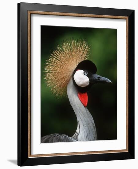 Grey Crowned Crane-Martin Harvey-Framed Photographic Print