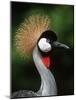 Grey Crowned Crane-Martin Harvey-Mounted Photographic Print