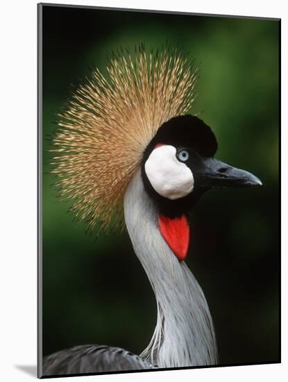 Grey Crowned Crane-Martin Harvey-Mounted Photographic Print