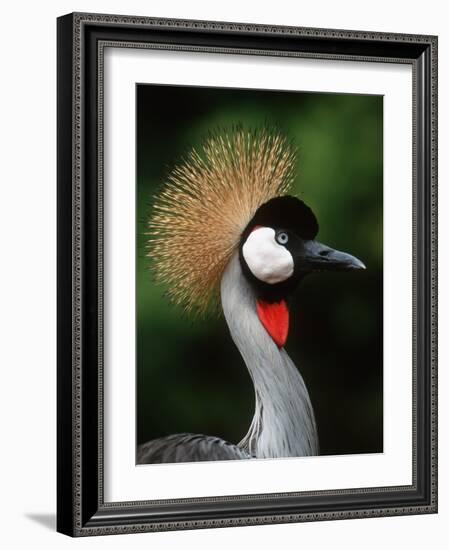 Grey Crowned Crane-Martin Harvey-Framed Photographic Print