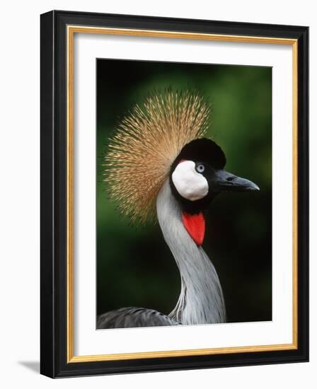 Grey Crowned Crane-Martin Harvey-Framed Photographic Print