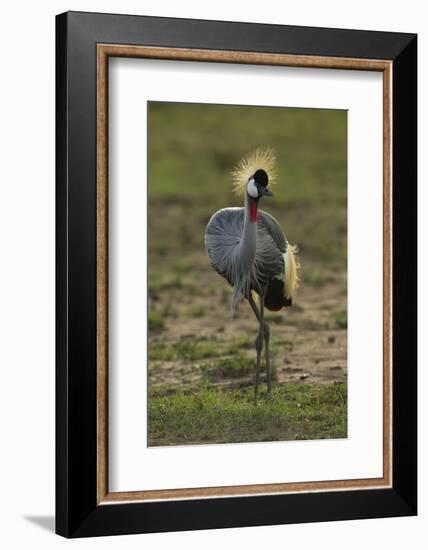 Grey-Crowned Crane-Mary Ann McDonald-Framed Photographic Print