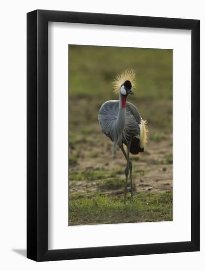 Grey-Crowned Crane-Mary Ann McDonald-Framed Photographic Print