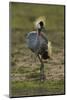 Grey-Crowned Crane-Mary Ann McDonald-Mounted Photographic Print