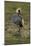 Grey-Crowned Crane-Mary Ann McDonald-Mounted Photographic Print