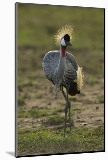 Grey-Crowned Crane-Mary Ann McDonald-Mounted Photographic Print