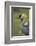 Grey-Crowned Crane-Mary Ann McDonald-Framed Photographic Print