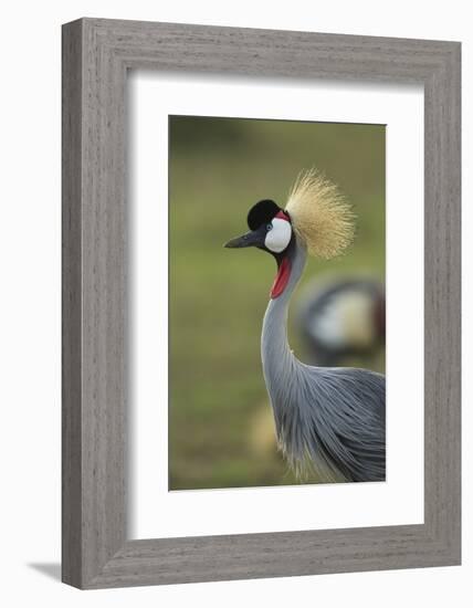 Grey-Crowned Crane-Mary Ann McDonald-Framed Photographic Print