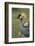 Grey-Crowned Crane-Mary Ann McDonald-Framed Photographic Print