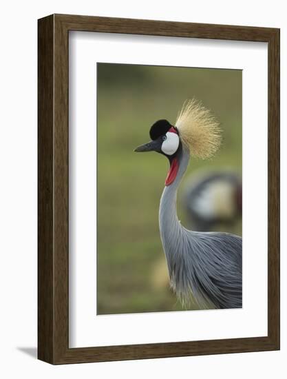 Grey-Crowned Crane-Mary Ann McDonald-Framed Photographic Print