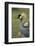 Grey-Crowned Crane-Mary Ann McDonald-Framed Photographic Print