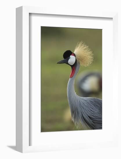 Grey-Crowned Crane-Mary Ann McDonald-Framed Photographic Print