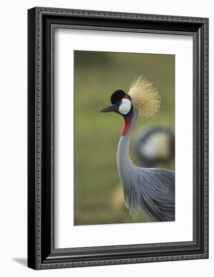 Grey-Crowned Crane-Mary Ann McDonald-Framed Photographic Print