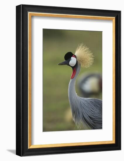 Grey-Crowned Crane-Mary Ann McDonald-Framed Photographic Print