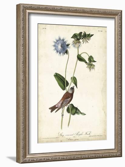 Grey-crowned Purple Finch-John James Audubon-Framed Art Print