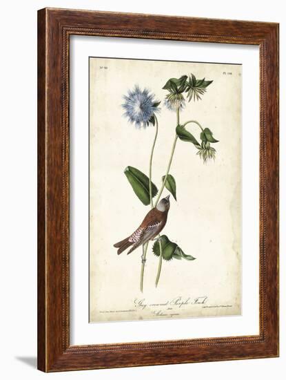 Grey-crowned Purple Finch-John James Audubon-Framed Art Print