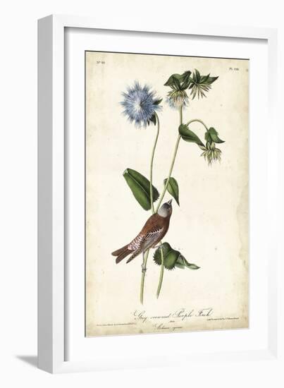 Grey-crowned Purple Finch-John James Audubon-Framed Art Print