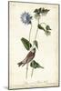 Grey-crowned Purple Finch-John James Audubon-Mounted Art Print