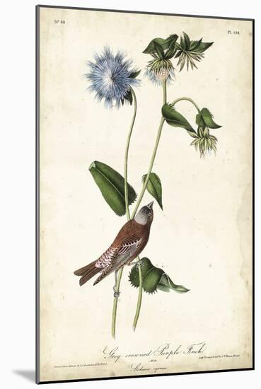 Grey-crowned Purple Finch-John James Audubon-Mounted Art Print
