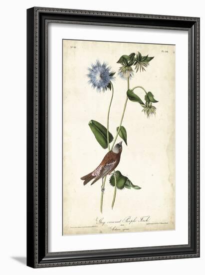 Grey-crowned Purple Finch-John James Audubon-Framed Art Print