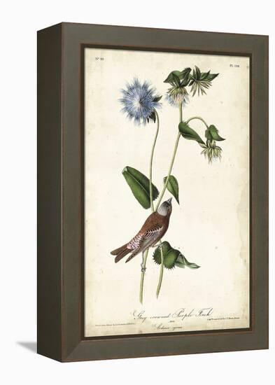 Grey-crowned Purple Finch-John James Audubon-Framed Stretched Canvas