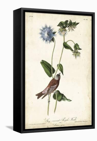 Grey-crowned Purple Finch-John James Audubon-Framed Stretched Canvas